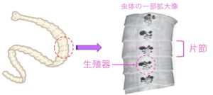 サナダムシの片節についての図解