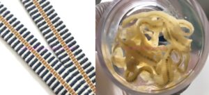 真田紐とサナダムシの比較。サナダムシ中央の黒色調の部分は生殖器。