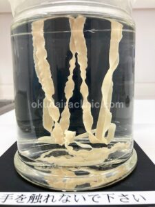 DIYでホルマリン標本を作成